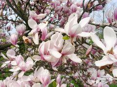 Magnolia x brooklynensis 'Hattie Carthan' - Sierboom - Hortus Conclusus  - 6