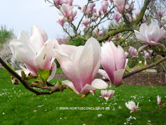 Magnolia x brooklynensis 'Hattie Carthan' - Sierboom - Hortus Conclusus  - 7