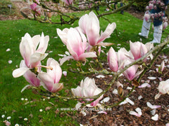 Magnolia x brooklynensis 'Hattie Carthan' - Sierboom - Hortus Conclusus  - 8