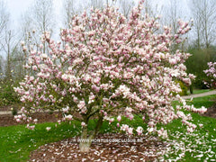 Magnolia x brooklynensis 'Hattie Carthan' - Sierboom - Hortus Conclusus  - 9