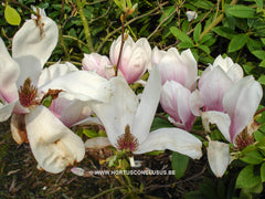 Magnolia x brooklynensis 'Hattie Carthan' - Sierboom - Hortus Conclusus  - 10