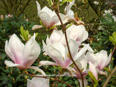 Magnolia x brooklynensis 'Hattie Carthan' - Sierboom - Hortus Conclusus  - 11
