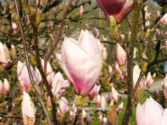 Magnolia x brooklynensis 'Hattie Carthan' - Sierboom - Hortus Conclusus  - 12