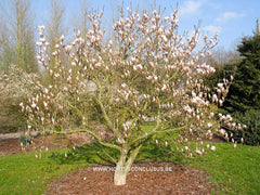 Magnolia x brooklynensis 'Hattie Carthan' - Sierboom - Hortus Conclusus  - 13