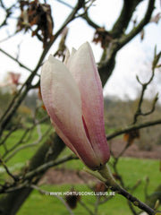 Magnolia x brooklynensis 'Hattie Carthan' - Sierboom - Hortus Conclusus  - 14