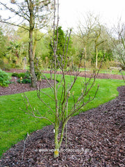Magnolia x brooklynensis 'Moon Spire' - Sierboom - Hortus Conclusus  - 2