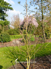 Magnolia x brooklynensis 'Moon Spire' - Sierboom - Hortus Conclusus  - 3