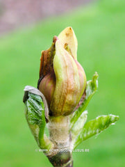 Magnolia x brooklynensis 'Moon Spire' - Sierboom - Hortus Conclusus  - 6