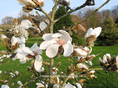 Magnolia x kewensis 'Parson's Clone' - Sierboom - Hortus Conclusus  - 2