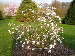 Magnolia x kewensis 'Parson's Clone' - Sierboom - Hortus Conclusus  - 3