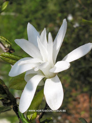 Magnolia x kewensis 'Wada's Memory' - Sierboom - Hortus Conclusus  - 2
