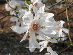 Magnolia x kewensis 'Wada's Memory' - Sierboom - Hortus Conclusus  - 3