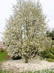 Magnolia x kewensis 'Wada's Memory' - Sierboom - Hortus Conclusus  - 4