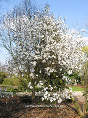 Magnolia x kewensis 'Wada's Memory' - Sierboom - Hortus Conclusus  - 5