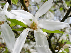 Magnolia x kewensis 'Wada's Memory' - Sierboom - Hortus Conclusus  - 6