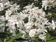 Magnolia x loebneri 'Ballerina' - Heester - Hortus Conclusus  - 3