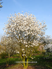 Magnolia x loebneri 'Ballerina' - Heester - Hortus Conclusus  - 6