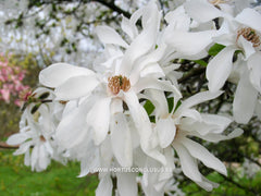 Magnolia x loebneri 'Ballerina' - Heester - Hortus Conclusus  - 8