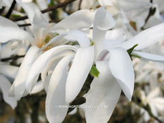Magnolia x loebneri 'Donna' - Heester - Hortus Conclusus  - 1