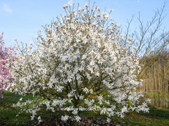 Magnolia x loebneri 'Donna' - Heester - Hortus Conclusus  - 2