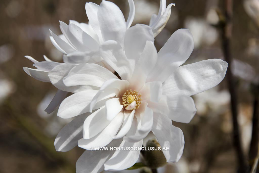 Magnolia x loebneri 'Encore' - Heester - Hortus Conclusus  - 1