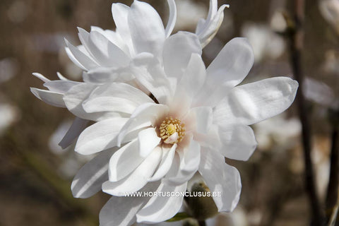 Magnolia x loebneri 'Encore'