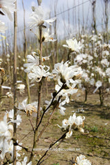Magnolia x loebneri 'Encore' - Heester - Hortus Conclusus  - 2