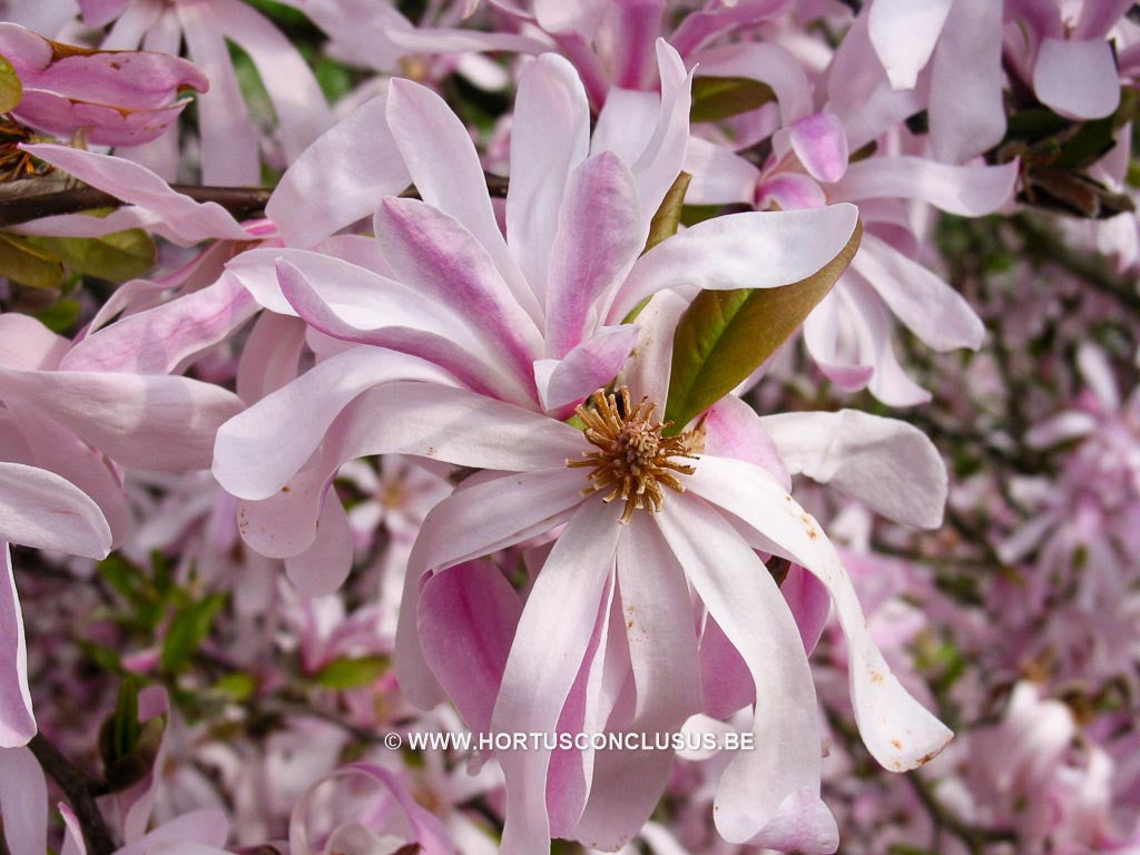Magnolia x loebneri 'Grayswood' - Heester - Hortus Conclusus  - 1