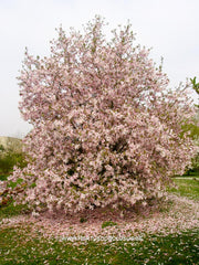 Magnolia x loebneri 'Grayswood' - Heester - Hortus Conclusus  - 2