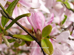 Magnolia x loebneri 'Grayswood' - Heester - Hortus Conclusus  - 4