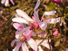 Magnolia x loebneri 'Grayswood' - Heester - Hortus Conclusus  - 5