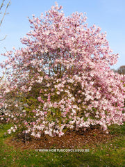 Magnolia x loebneri 'Grayswood' - Heester - Hortus Conclusus  - 6
