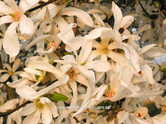 Magnolia x loebneri 'Grayswood' - Heester - Hortus Conclusus  - 7