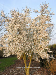 Magnolia x loebneri 'Grayswood' - Heester - Hortus Conclusus  - 8