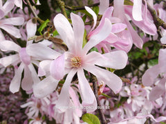 Magnolia x loebneri 'Grayswood' - Heester - Hortus Conclusus  - 9