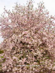 Magnolia x loebneri 'Grayswood' - Heester - Hortus Conclusus  - 10
