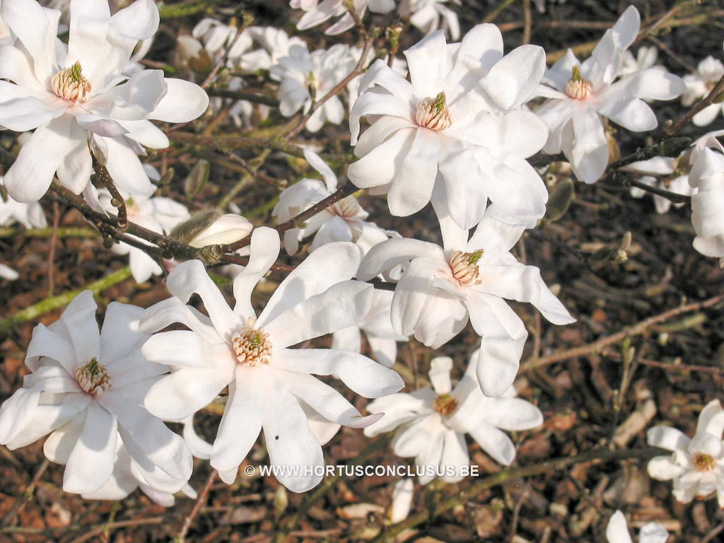 Magnolia x loebneri 'Lesley Jane' - Heester - Hortus Conclusus  - 1