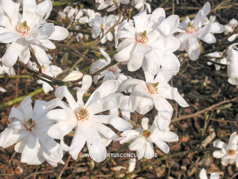 Magnolia x loebneri 'Lesley Jane'