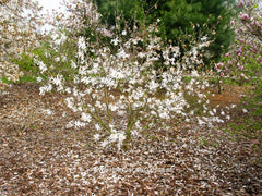 Magnolia x loebneri 'Lesley Jane' - Heester - Hortus Conclusus  - 2
