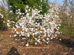 Magnolia x loebneri 'Lesley Jane' - Heester - Hortus Conclusus  - 3