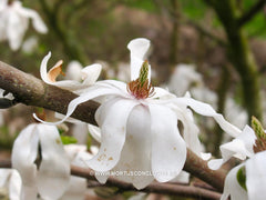 Magnolia x loebneri 'Lesley Jane' - Heester - Hortus Conclusus  - 4
