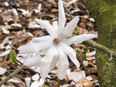 Magnolia x loebneri 'Lesley Jane' - Heester - Hortus Conclusus  - 5