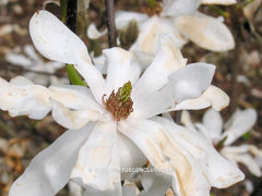 Magnolia x loebneri 'Lesley Jane' - Heester - Hortus Conclusus  - 6