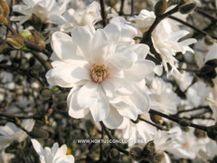 Magnolia x loebneri 'Mag's Pirouette' - Heester - Hortus Conclusus  - 1