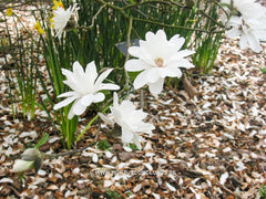 Magnolia x loebneri 'Mag's Pirouette' - Heester - Hortus Conclusus  - 2