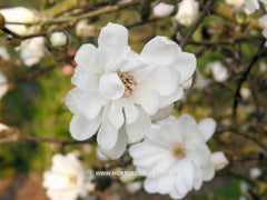 Magnolia x loebneri 'Mag's Pirouette' - Heester - Hortus Conclusus  - 3