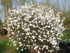 Magnolia x loebneri 'Mag's Pirouette' - Heester - Hortus Conclusus  - 4