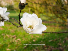 Magnolia x loebneri 'Mag's Pirouette' - Heester - Hortus Conclusus  - 5