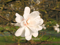 Magnolia x loebneri 'Mag's Pirouette' - Heester - Hortus Conclusus  - 6