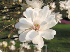 Magnolia x loebneri 'Mag's Pirouette' - Heester - Hortus Conclusus  - 7